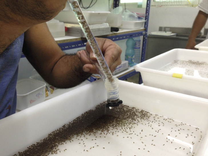 Production des Aedes polynesiensis contaminés avec la bactérie Wolbachia au laboratoire de recherche d’entomologie médicale à Paea. Si le but ultime est la lutte contre les épidémies, les résultats de l'ILM portent sur les insectes visés et non sur leurs effets sur les maladies. crédit photo : ILM