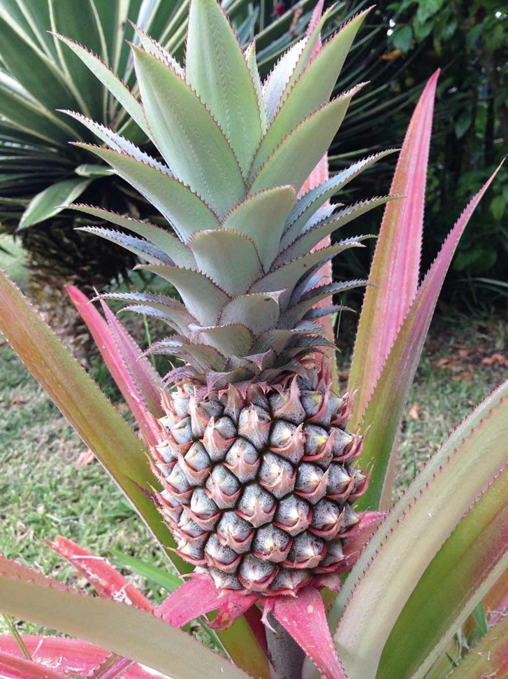 Crédit photo : Greg. Boissy