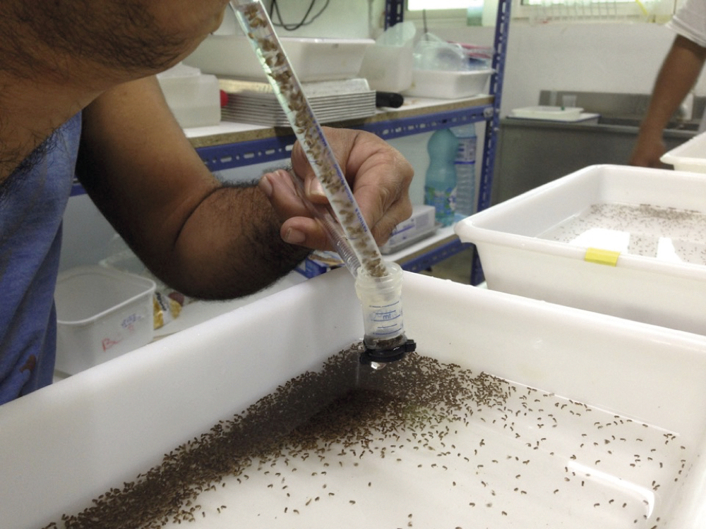 Production des Aedes polynesiensis contaminés avec la bactérie Wolbachia au laboratoire de recherche d’entomologie médicale à Paea. Si le but ultime est la lutte contre les épidémies, les résultats de l'ILM portent sur les insectes visés et non sur leurs effets sur les maladies. crédit photo : ILM