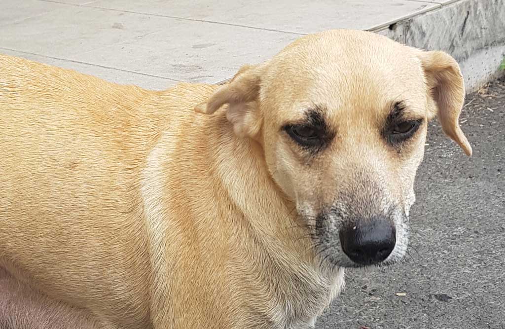 Crédit photo : Dominique Schmitt