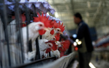 Maladies animales: Coup d’accélérateur à la  surveillance des zoonoses aux Tonga