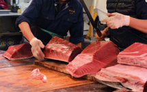 Pêche Thon rouge : échec d'une rencontre de dix nations d'Asie-Pacifique