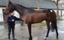 Nouvelle-Calédonie : un pur-sang va prochainement arriver de Métropole